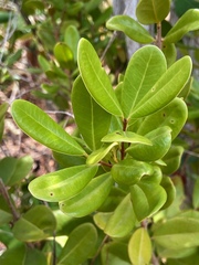 Eugenia fajardensis