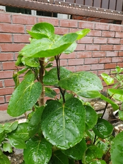 Graptophyllum