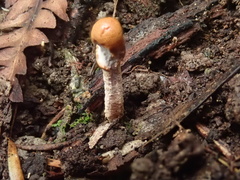 Cordyceps meneristitis