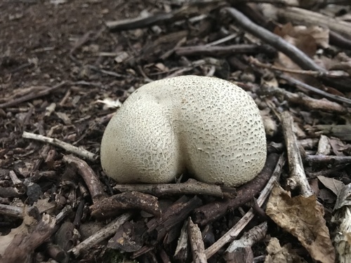 Scleroderma citrinum — toxic earthball: round, firm, yellow-brown warty exterior; dark purple-black interior spore mass