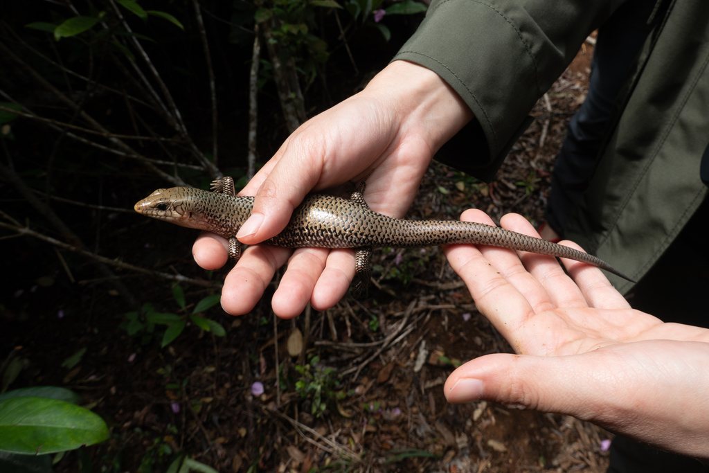 Chinese Blue-Tailed Skink