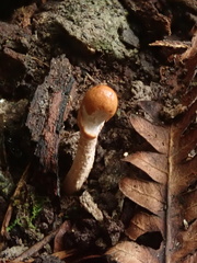 Cordyceps meneristitis