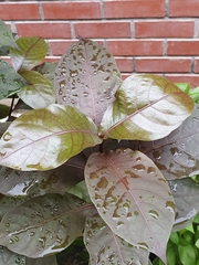 Graptophyllum