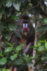 Mandrillus sphinx