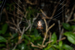 Cyclosa confusa