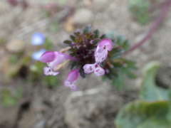Lamium amplexicaule