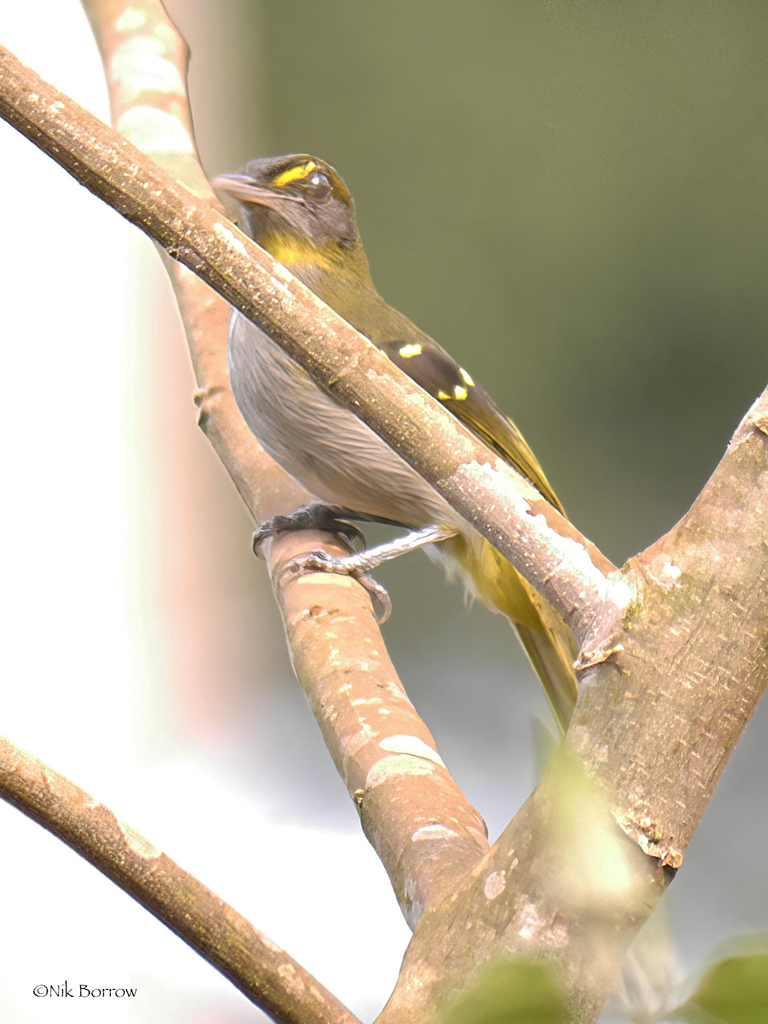 Yellow-Throated Nicator