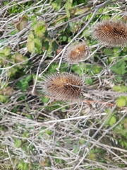 Dipsacus fullonum