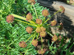 Lomatium dissectum dissectum