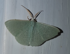 Prasinocyma ocyptera