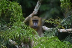 Mandrillus sphinx