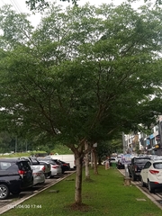 Terminalia molinetii