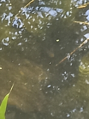 Lissotriton vulgaris