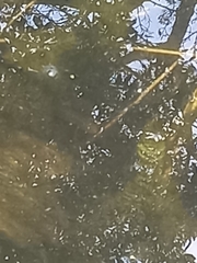 Lissotriton vulgaris