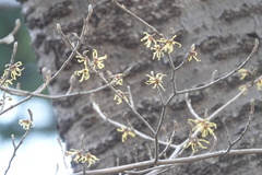 Hamamelis japonica