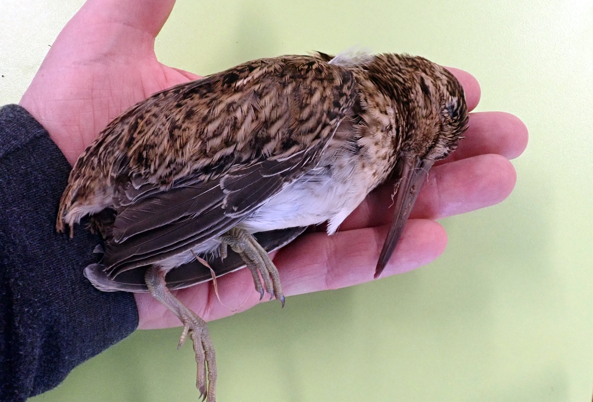 Chatham Islands Snipe (Coenocorypha pusilla), photo 7