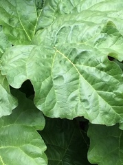 Rheum palmatum