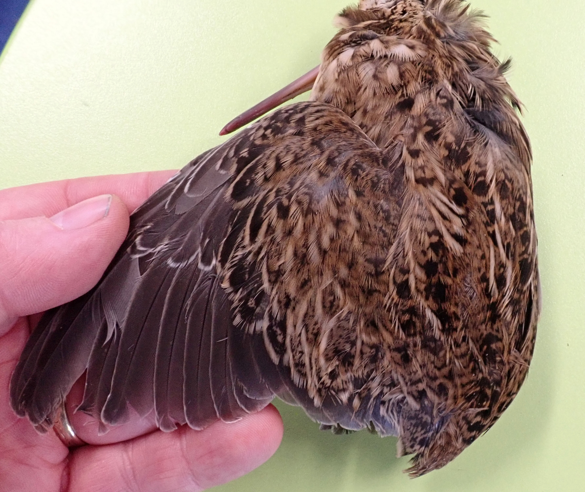 Chatham Islands Snipe (Coenocorypha pusilla), photo 2