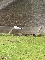 Chroicocephalus ridibundus