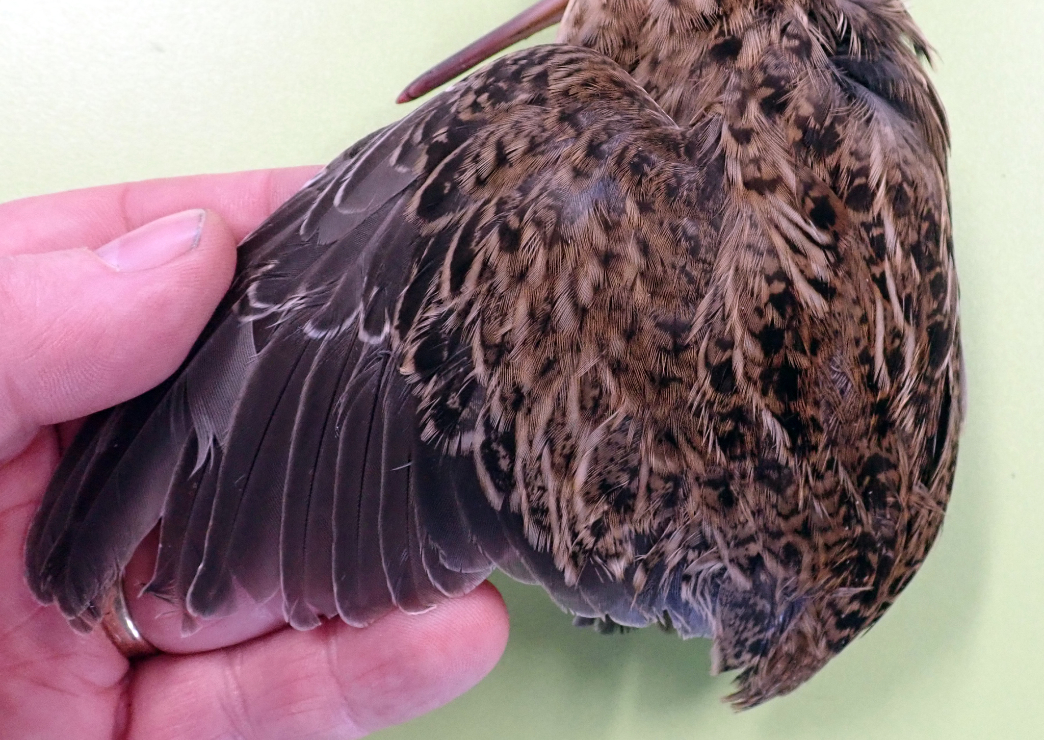 Chatham Islands Snipe (Coenocorypha pusilla), photo 6