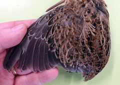 Coenocorypha pusilla