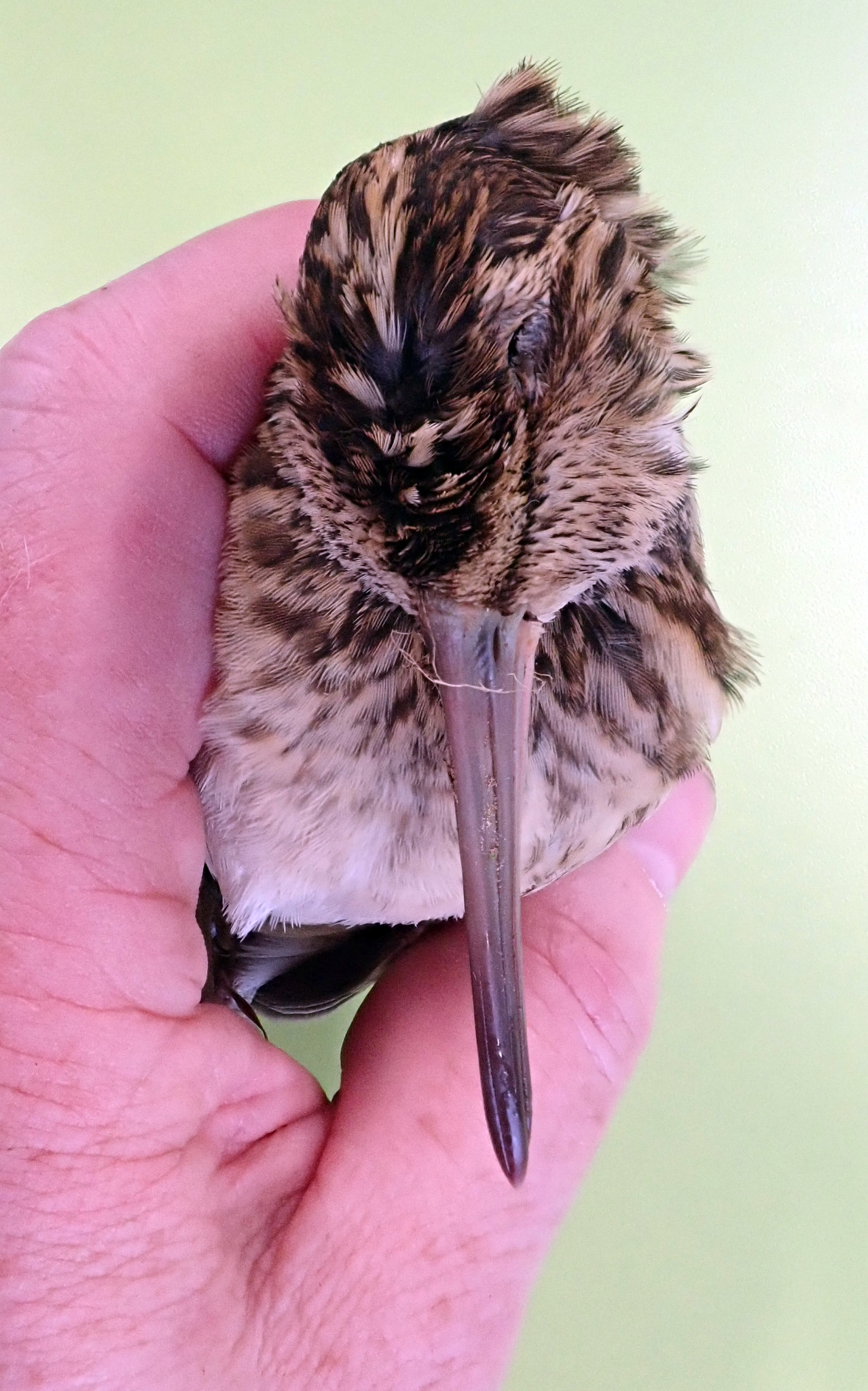 Chatham Islands Snipe (Coenocorypha pusilla), photo 10