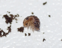 Armadillidium pulchellum