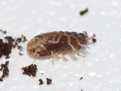 Armadillidium pulchellum