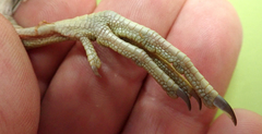 Coenocorypha pusilla