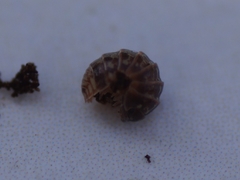 Armadillidium pulchellum