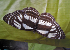 Neptis trigonophora