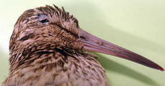 Coenocorypha pusilla