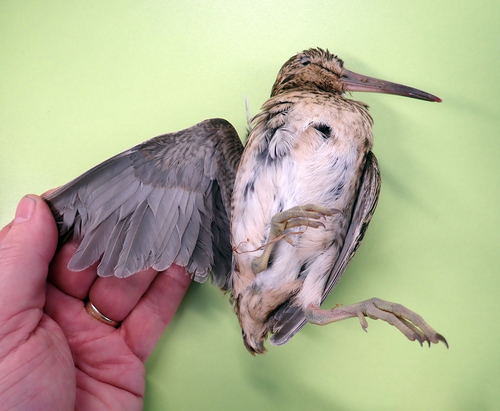 Chatham Islands Snipe (Coenocorypha pusilla)