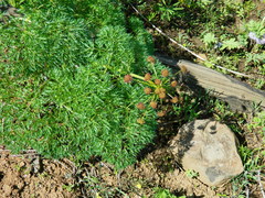 Lomatium dissectum dissectum