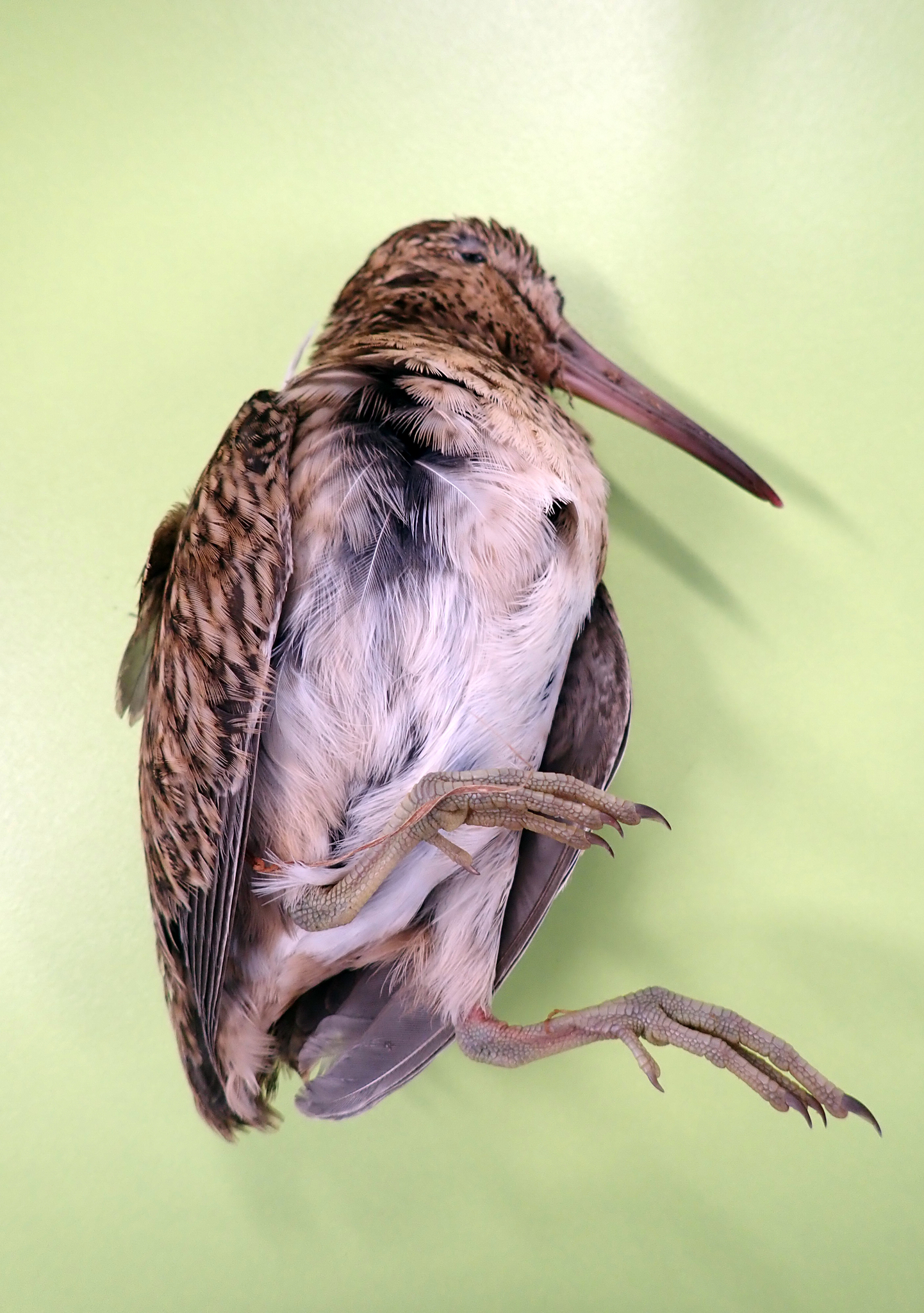 Chatham Islands Snipe (Coenocorypha pusilla), photo 8