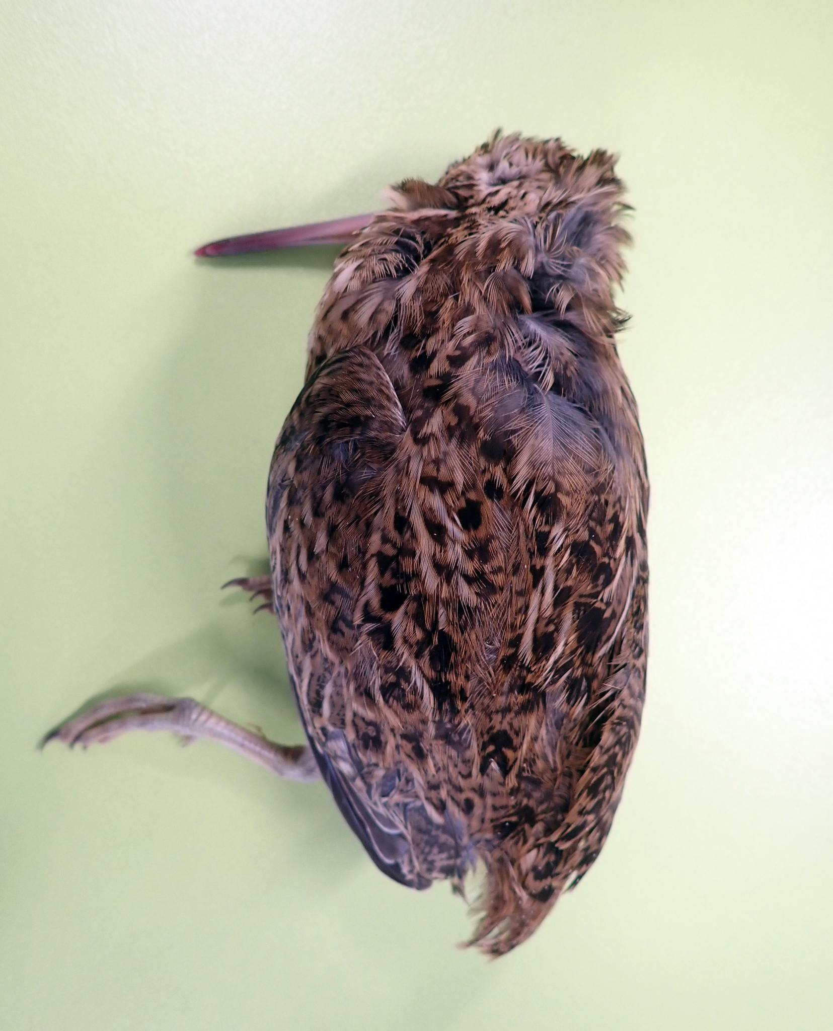 Chatham Islands Snipe (Coenocorypha pusilla), photo 9