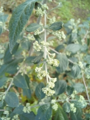 Buddleja auriculata