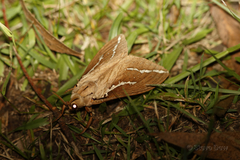 Abantiades argyrosticha