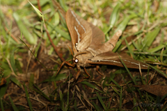 Abantiades argyrosticha