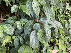 Elatostema cyrtandrifolium