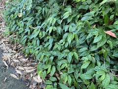Elatostema cyrtandrifolium