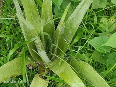 Aloe vera vera