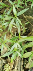 Calamus formosanus