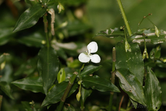 Commelineae