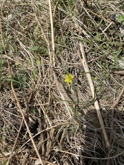 Gagea hiensis