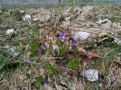 Viola uliginosa