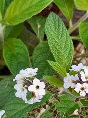 Heliotropium arborescens