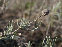 Calocephalus lacteus