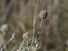 Calocephalus lacteus