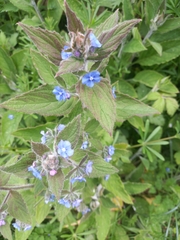 Pentaglottis sempervirens